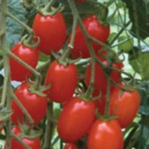Grape Tomato TM322-10