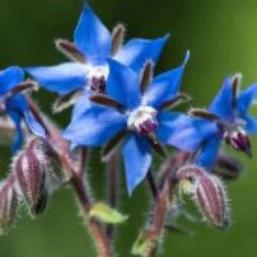 Borage HB17-100