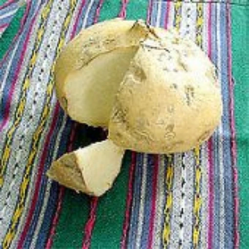 Jicama JA1-25