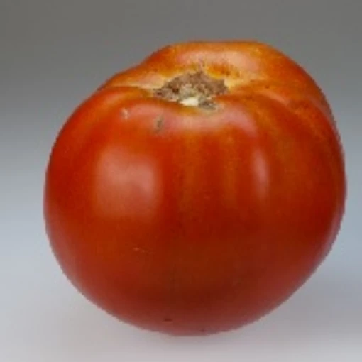 Holland Tomato TM614-10
