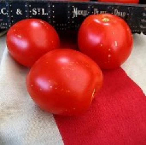 Kimberly Tomato TM617-10