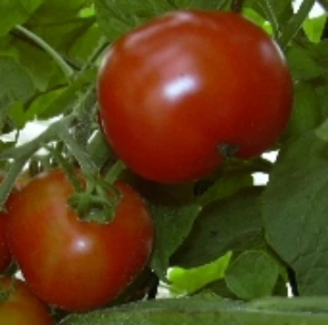 Tomato M | Reimer Seeds