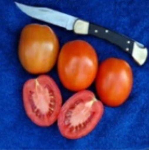 Armando Tomato TM644-10