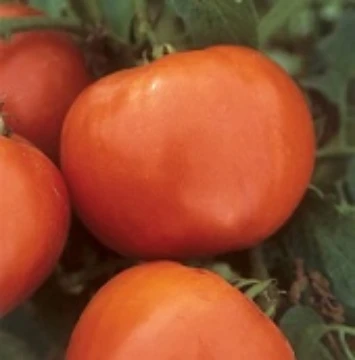 Booty Tomato Seeds