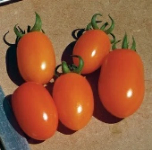 Huey Tomato TM650-10