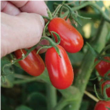 Red Grape Tomato Seeds
