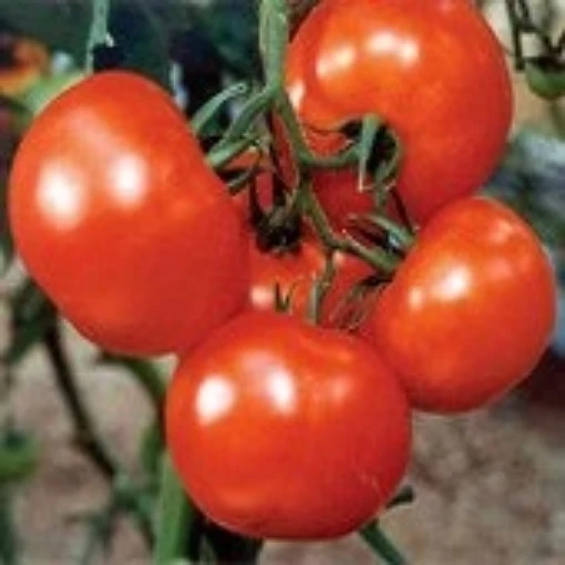 Sacramento Tomato TM659-10