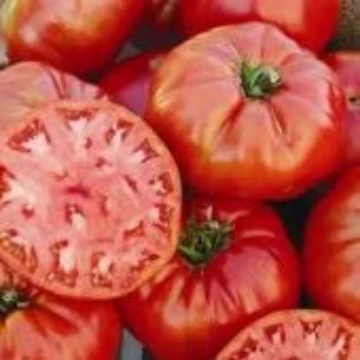 Todd County Amish Tomato Seeds