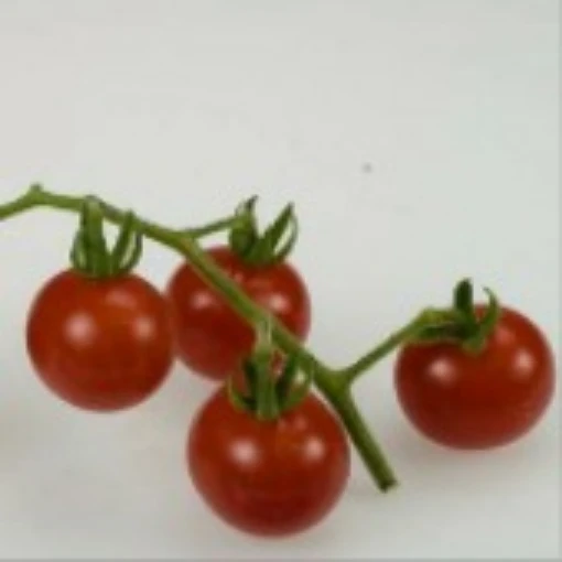 Sara's Galapagos Tomato TM666-10