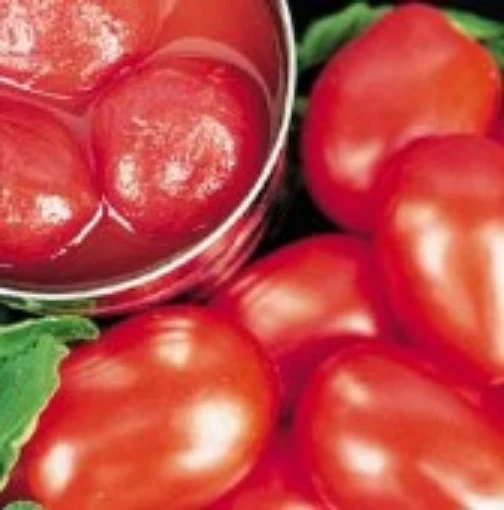Halley 3155 Tomato TM675-10
