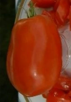 Rocky Tomato Seeds