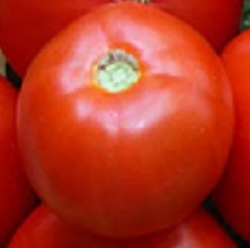Santa Clara Canner Tomato Seeds