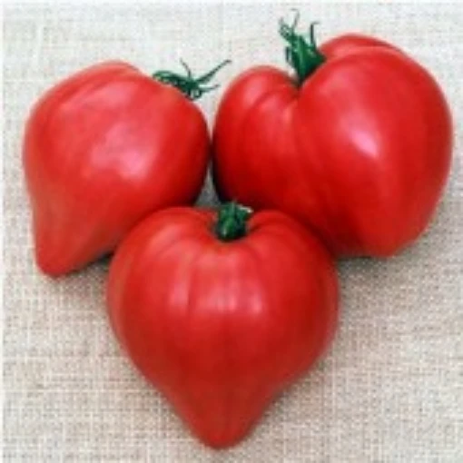 Japanese Oxheart Tomato TM705-10
