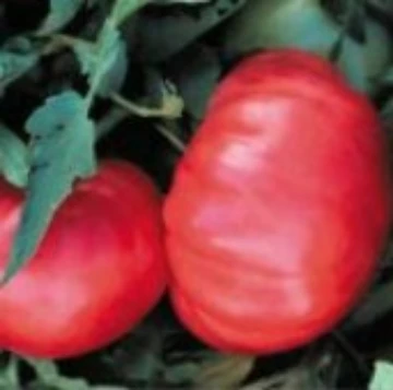 Dr Lyle Tomato Seeds