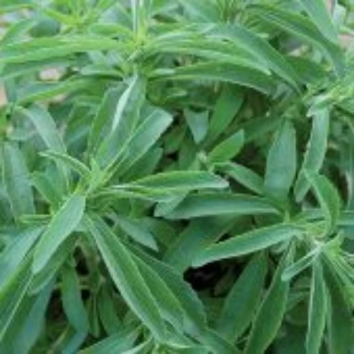 Stevia HB141-100