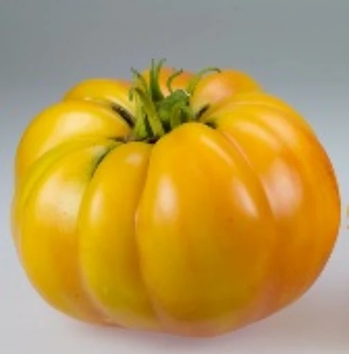 Lucky Cross Tomato TM712-10