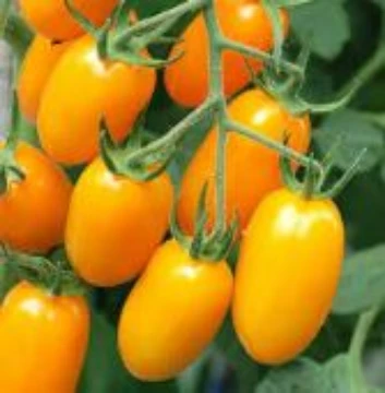 Golden Sweet Tomato Seeds