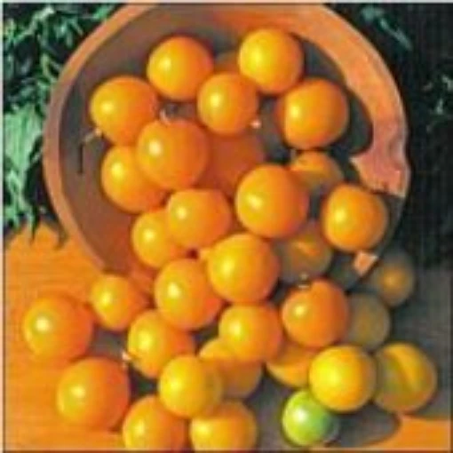 Yellow Ping Pong Tomato TM719-20