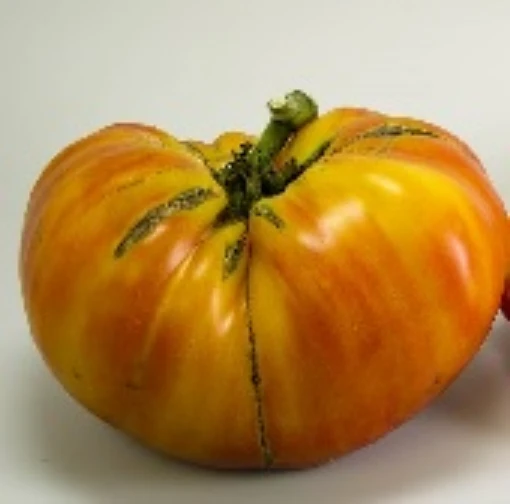 Mortgage Lifter Tomato (Bicolor Strain) TM725-10