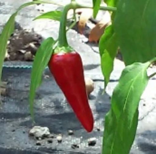 Capsicum Annuum USDA # 439354 Hot Peppers HP 2072-20