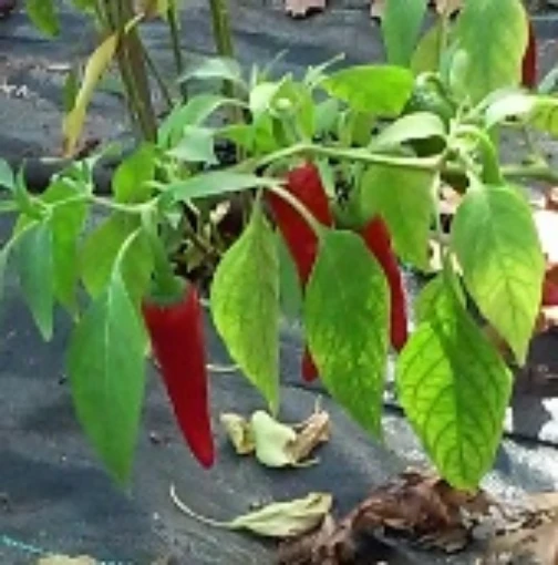 Capsicum Annuum USDA #439313 Hot Peppers (Type 1) HP2074-20