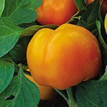 Tangerine Pimiento Pepper Seeds