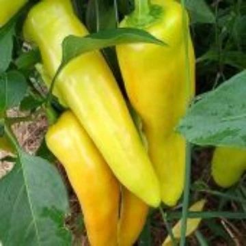 Hungarian Yellow Wax Sweet Pepper Seeds