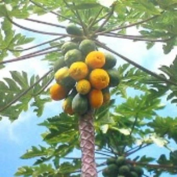 Hawaiian Papaya Tree Seeds