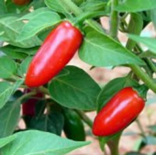 Ano Todo Hot Peppers (Type 2) Hp2140-10