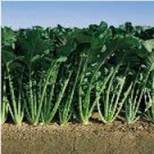 Topper Turnips TP11-100