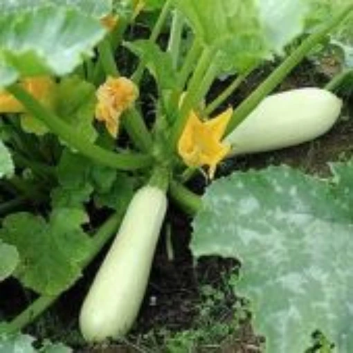 White Zucchini Squash  SQ114-20