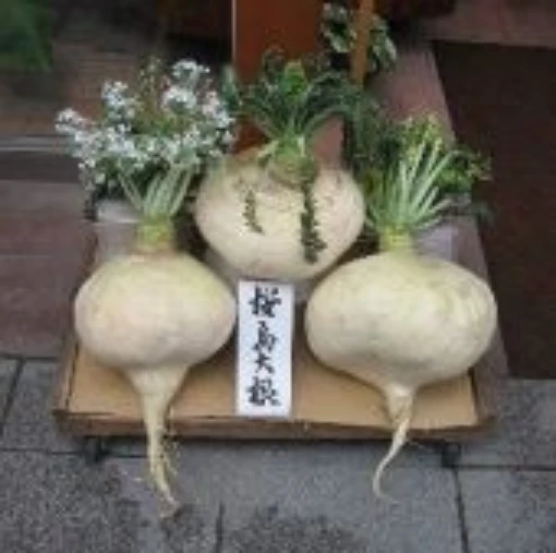 Sakurajima Mammoth Radishes RD32-50