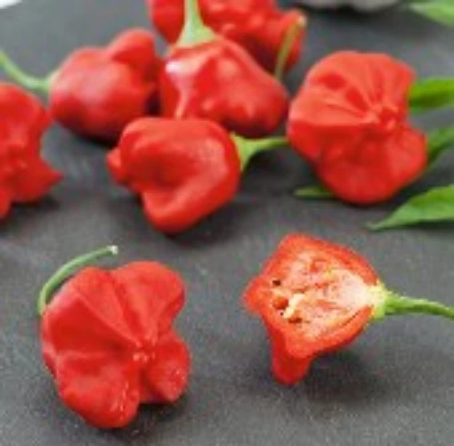 Jamaican Hot - Hot Peppers (Red) HP132-20