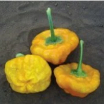 Jamaican Hot Yellow Pepper Seeds