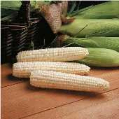 Avalon Corn CN52-50