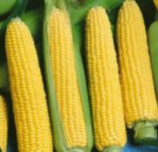 NK 199 Corn CN56-50