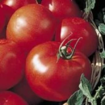 Cold Set Tomato Seeds