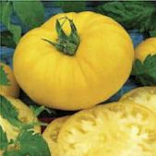 Beefsteak Tomato (Yellow) TM742-20