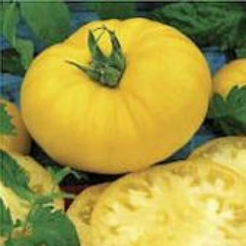 Beefsteak Yellow Tomato Seeds