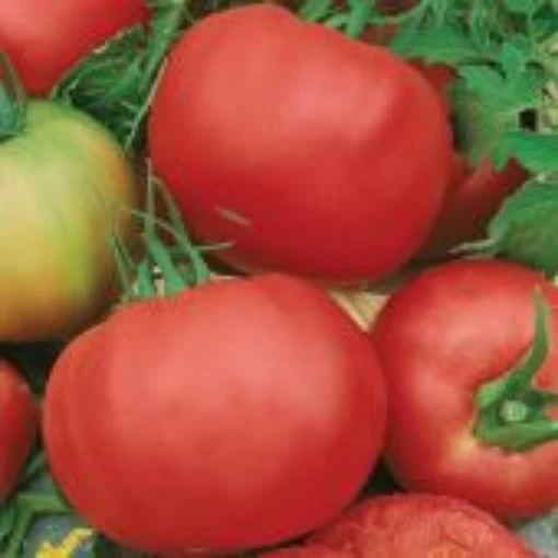 Beefsteak Pink Tomato TM743-20