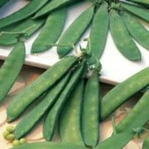 Dwarf White Sugar Snow Peas PE35-50_Base