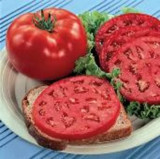 Park's Whopper Improved Tomato TM102-10