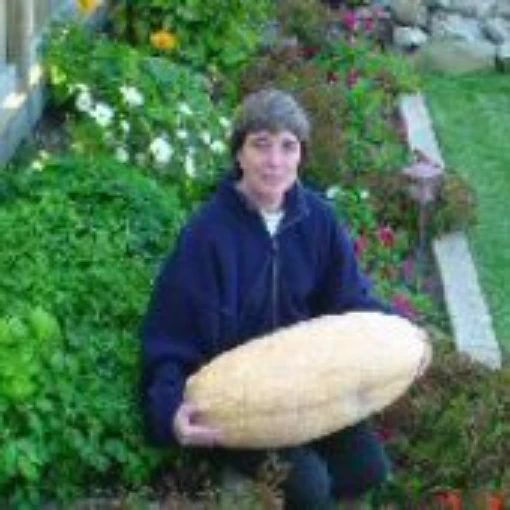 Jumbo Pink Banana Squash SQ14-20