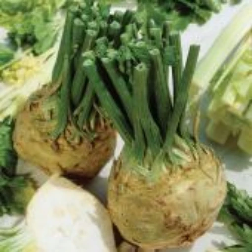 Brilliant Celeriac CL5-50