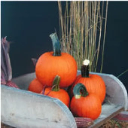 Pik A Pie Pumpkins PM59-10
