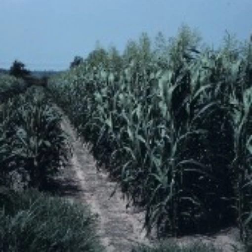 Rox Orange Sugar Cane SC1-100