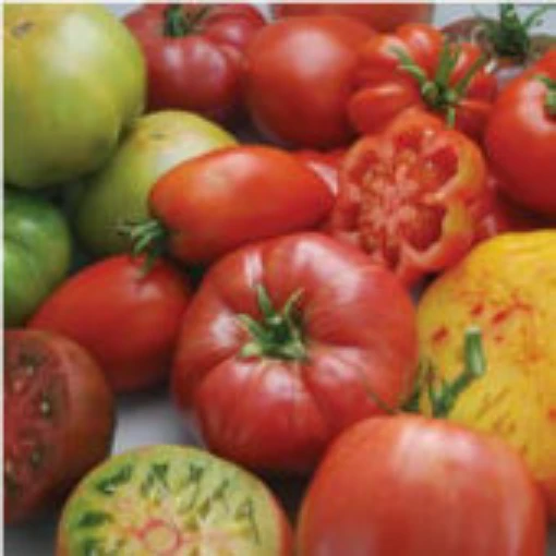 Gourmet Heirloom Blend Tomato TM746-20