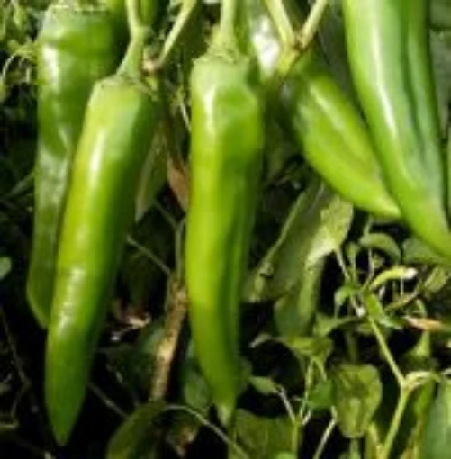 NuMex Pueblo Hot Peppers HP2190-20