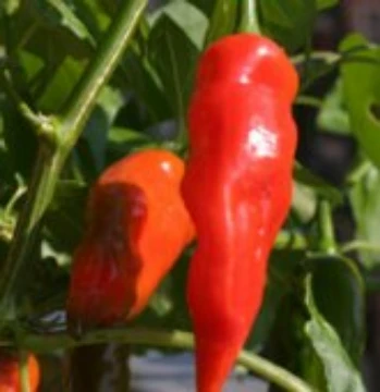 Aji Norteno Pepper Seeds