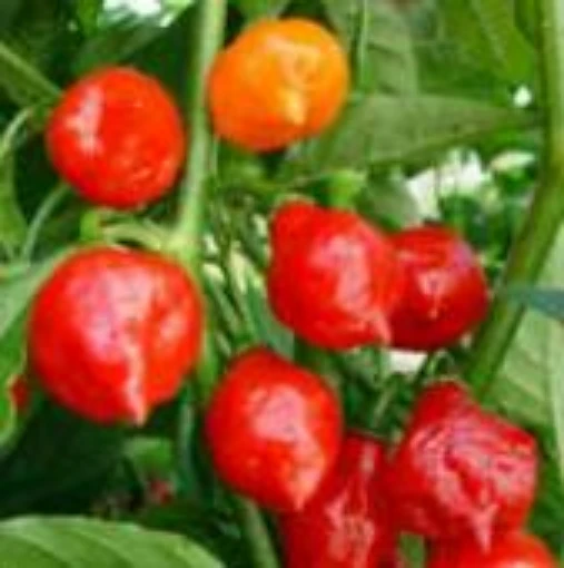 Australian Lantern Red Peppers HP2194-10